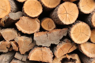 世界上最昂贵的树皮,世界上什么树最值钱