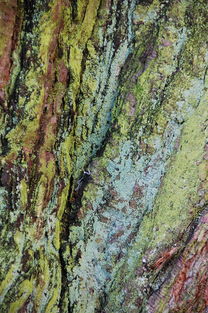 世界上最昂贵的树皮,世界上什么树最值钱