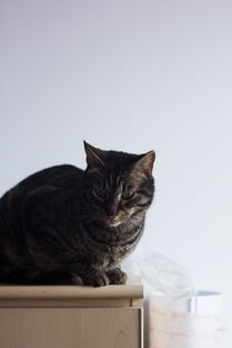 世界上最挣钱的猫世界上最富的猫咪