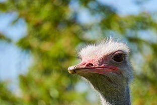 请问图片上的这种鸽子是哪个品种?(世界上最美丽的鸽子)