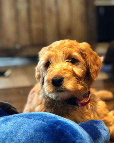 详细阅读:世界上最迷惑的狗,最色的狗是什么 世界上最迷惑的狗,最色的狗是什么