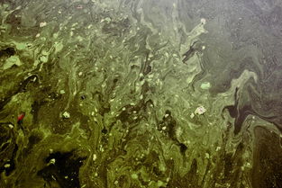 世界上最脏的蹄子图片，世界上最脏的蹄子