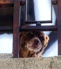 世界上最懒的犬种，世界上最懒的犬