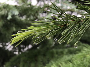 中国种植的小麦品种,我国小麦种十大排名