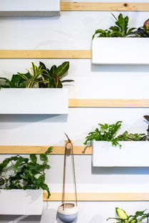 迷你盆景植物,迷你梅花盆景十大排名