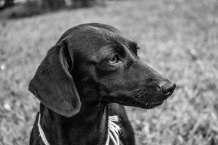 世界狗排行榜前十，世界公认前十的狗狗排名