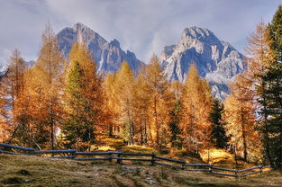 最大榕树在哪个地方，世界最大榕树排名前十