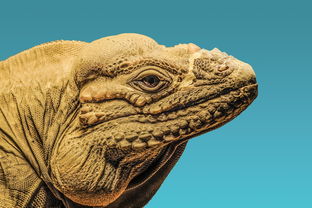 世界上什么牛肉最好，牛肉是世界上最