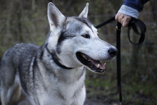 世界上最温柔的犬，世界上最温柔中型犬