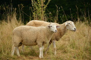 世界上十大最牛人，世界上最牛的体验