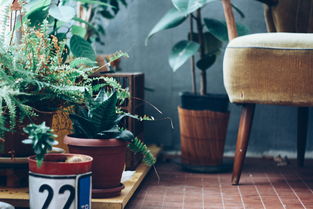 植物盆景十大排名，植物盆景名称图片大全