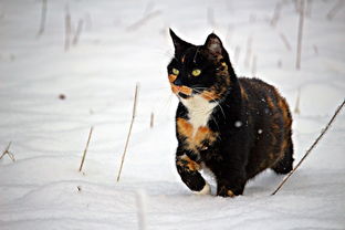 猫咪驱虫十大排名，猫咪驱虫药什么牌子的好知乎