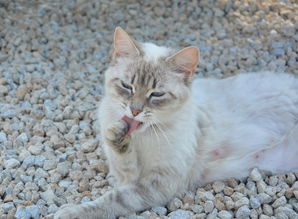 世界著名猫品种，全世界最著名猫咪排名前十