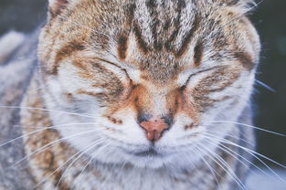 世界上最聪明的动物猫，世界上最聪明的猫排名第一