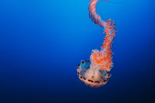 中国最安静生物是什么，中国最安静生物