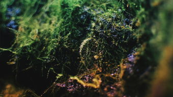 世界上最奇怪的珊瑚，最奇特的珊瑚