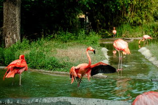 世界上最聪明的物种是什么，世界上最聪明的产品